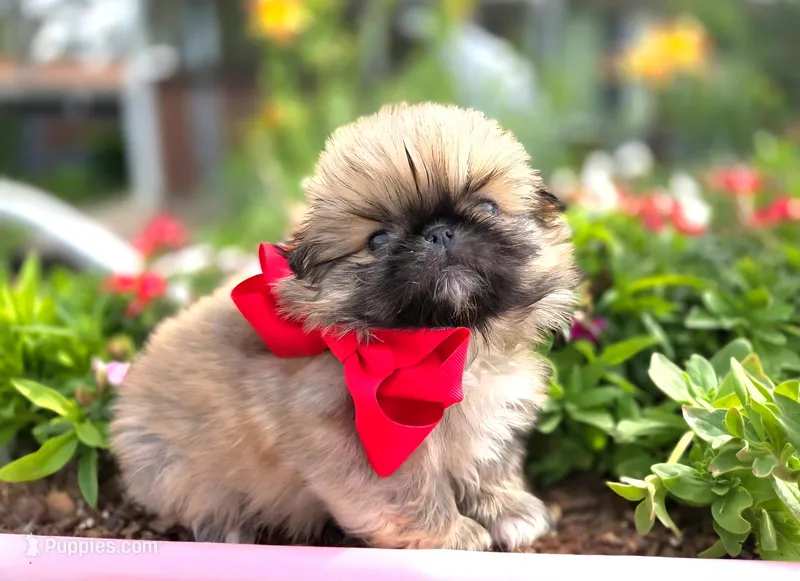 Mocha Free Ship – Pekingese puppy for sale in Oklahoma, OK