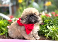 Mocha Free Ship, a male Pekingese for sale in Oklahoma, OK – 1 of 1