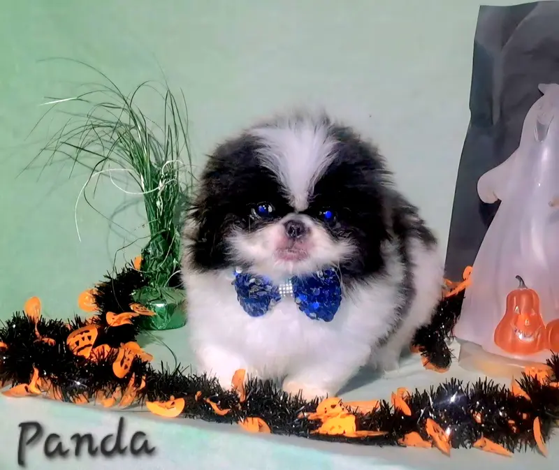 Panda Free Ship – Pekingese puppy for sale in Oklahoma, OK
