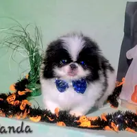 Panda Free Ship, a male Pekingese for sale in Oklahoma, OK – Photo 1 of 2