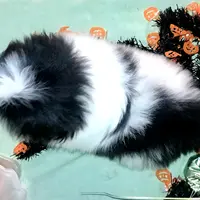 Panda Free Ship, a male Pekingese for sale in Oklahoma, OK – Photo 2 of 2