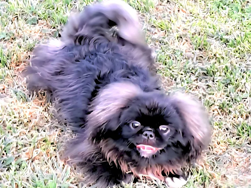 Tail Boss Rare Blue Black  – Pekingese puppy for sale in Oklahoma, OK