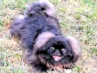 Tail Boss Rare Blue Black , a male Pekingese for sale in Oklahoma, OK – 1 of 1