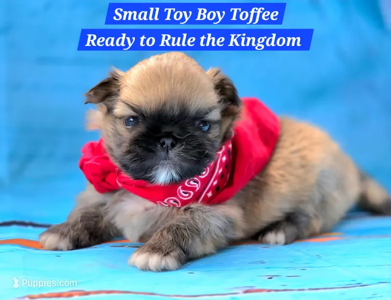 Toffee Free Ship – Pekingese puppy for sale in Oklahoma, OK