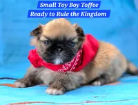 Toffee Free Ship, a male Pekingese for sale in Oklahoma, OK – Photo 1 of 3