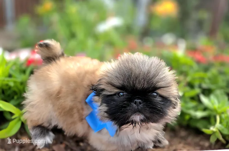Toffee Free Ship – Pekingese puppy for sale in Oklahoma, OK