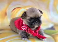 Toffee Free Ship, a male Pekingese for sale in Oklahoma, OK – Photo 2 of 3