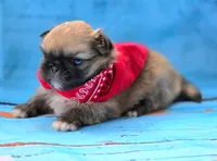 Toffee Free Ship, a male Pekingese for sale in Oklahoma, OK – Photo 3 of 3