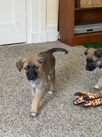 Hazel, a female German Shepherd Dog and Anatolian Shepherd Dog for sale in Shickshinny, PA – 3 of 4