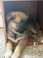 August, a female German Shepherd Dog and Anatolian Shepherd Dog for sale in Shickshinny, PA – 2 of 5