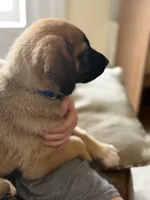 Bear, a male German Shepherd Dog and Anatolian Shepherd Dog for sale in Shickshinny, PA – 2 of 4