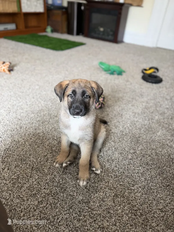River – German Shepherd Dog, Anatolian Shepherd Dog puppy for sale in Shickshinny, PA