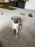 River, a female German Shepherd Dog and Anatolian Shepherd Dog for sale in Shickshinny, PA – 1 of 4