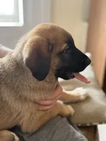 Bear, a male German Shepherd Dog and Anatolian Shepherd Dog for sale in Shickshinny, PA – 4 of 4