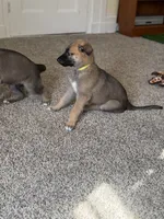 Hazel, a female German Shepherd Dog and Anatolian Shepherd Dog for sale in Shickshinny, PA – 4 of 4