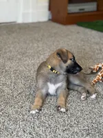 Hazel, a female German Shepherd Dog and Anatolian Shepherd Dog for sale in Shickshinny, PA – 2 of 4