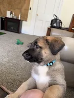 River, a female German Shepherd Dog and Anatolian Shepherd Dog for sale in Shickshinny, PA – 4 of 4