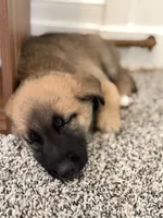 August, a female German Shepherd Dog and Anatolian Shepherd Dog for sale in Shickshinny, PA – 3 of 5