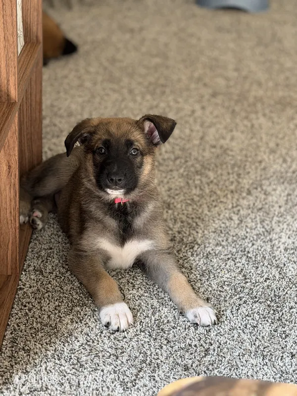 August – German Shepherd Dog, Anatolian Shepherd Dog puppy for sale in Shickshinny, PA