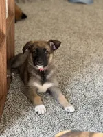 August, a female German Shepherd Dog and Anatolian Shepherd Dog for sale in Shickshinny, PA – 1 of 5
