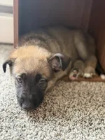 August, a female German Shepherd Dog and Anatolian Shepherd Dog for sale in Shickshinny, PA – 5 of 5