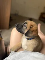 Bear, a male German Shepherd Dog and Anatolian Shepherd Dog for sale in Shickshinny, PA – 1 of 4
