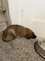 River, a female German Shepherd Dog and Anatolian Shepherd Dog for sale in Shickshinny, PA – 3 of 4