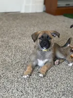 Hazel, a female German Shepherd Dog and Anatolian Shepherd Dog for sale in Shickshinny, PA – 1 of 4