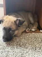 August, a female German Shepherd Dog and Anatolian Shepherd Dog for sale in Shickshinny, PA – 4 of 5