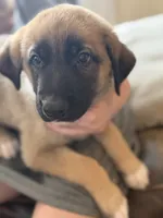 Bear, a male German Shepherd Dog and Anatolian Shepherd Dog for sale in Shickshinny, PA – 3 of 4