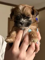 Girl Shih Tzu puppy, a female Shih Tzu for sale in Lexington, NC – 2 of 3