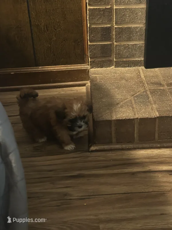 Girl Shih Tzu puppy – Shih Tzu puppy for sale in Lexington, NC