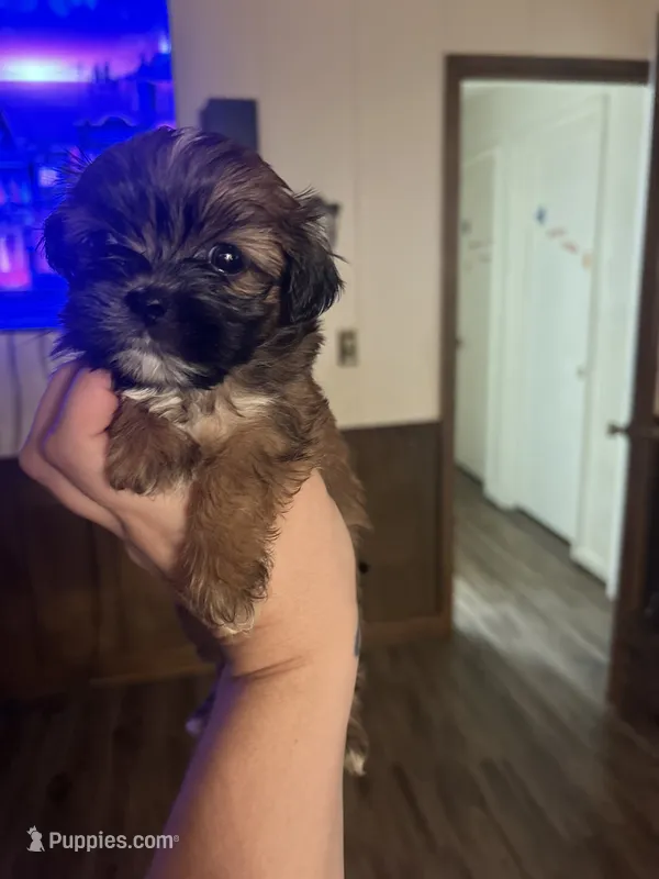 Tea cup Shih Tzu  – Shih Tzu puppy for sale in Lexington, NC