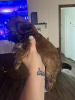 Tea cup Shih Tzu , a male Shih Tzu for sale in Lexington, NC – 2 of 2