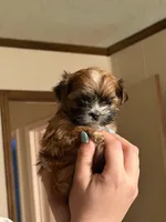 Girl Shih Tzu puppy, a female Shih Tzu for sale in Lexington, NC – 3 of 3