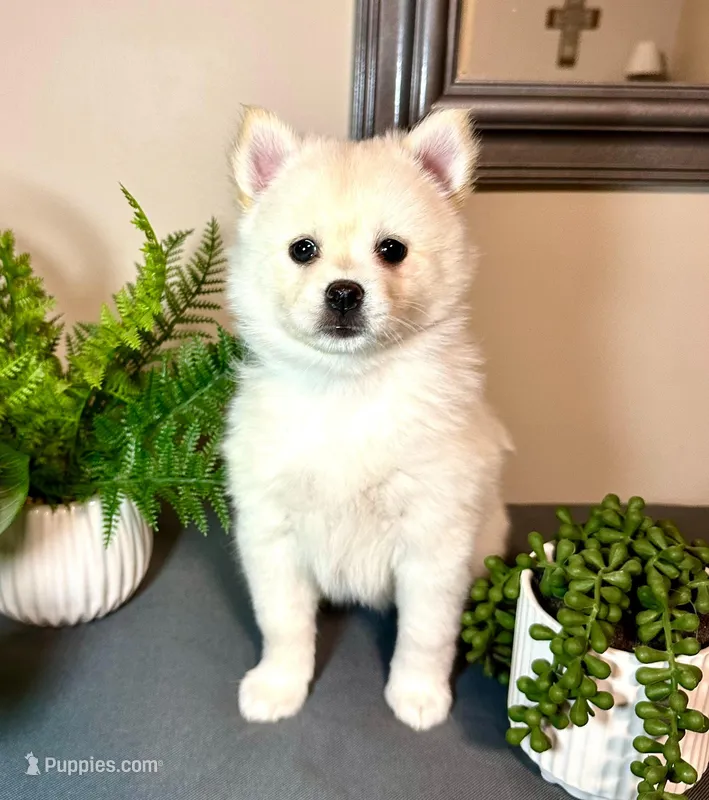 Paddy – Pomsky puppy for sale in De Soto, KS