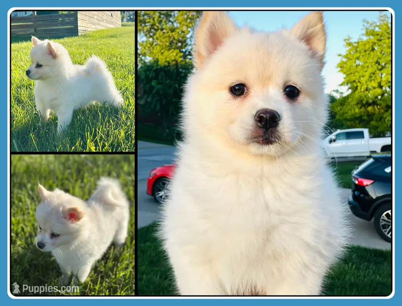 Paddy – Pomsky puppy for sale in De Soto, KS
