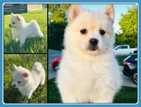 Paddy *ready to go home today, a female Pomsky for sale in De Soto, KS – 1 of 6