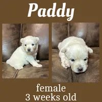 Paddy, a female Pomsky for sale in De Soto, KS – Photo 3 of 3