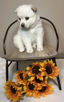 Paddy, a female Pomsky for sale in De Soto, KS – Photo 2 of 3