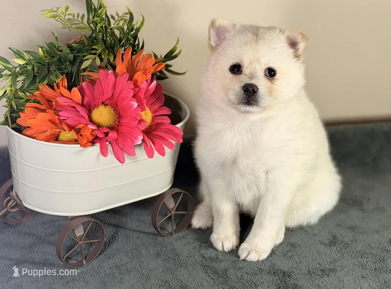 Paddy – Pomsky puppy for sale in De Soto, KS