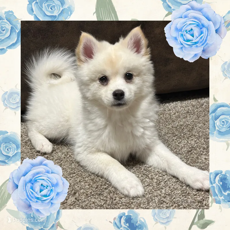 Paddy *ready to go home today – Pomsky puppy for sale in De Soto, KS