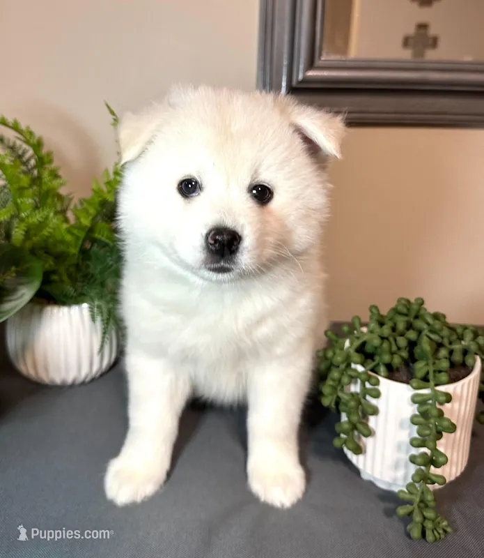 Clover – Pomsky puppy for sale in De Soto, KS