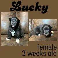 Lucky, a female Pomsky for sale in De Soto, KS – Photo 3 of 3