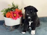 Lucky, a female Pomsky for sale in De Soto, KS – Photo 1 of 3