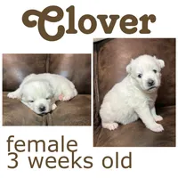 Clover, a female Pomsky for sale in De Soto, KS – Photo 3 of 3