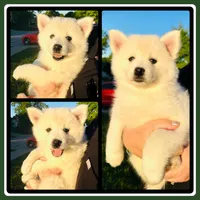 Clover *ready to go home today, a female Pomsky for sale in De Soto, KS – 1 of 6