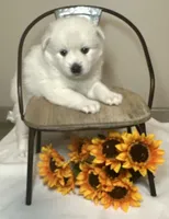 Clover, a female Pomsky for sale in De Soto, KS – Photo 2 of 3