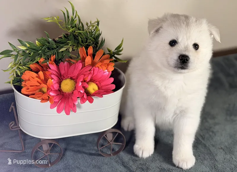 Clover – Pomsky puppy for sale in De Soto, KS