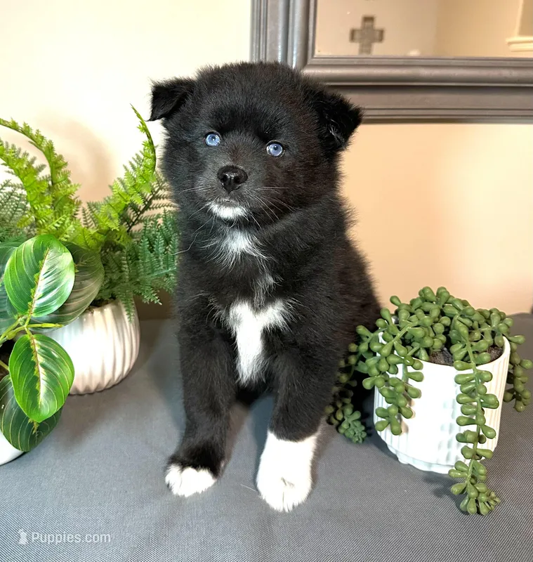 Lucky – Pomsky puppy for sale in De Soto, KS